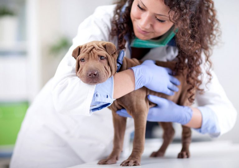 Quanto Guadagna Un Veterinario In Svizzera